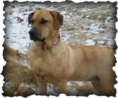 Blackmouth Cur Dogs